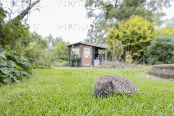 European hedgehog (Erinaceus europaeus) adult mammal walking on a garden grass lawn in summer, England, United Kingdom