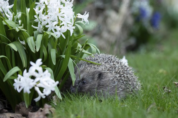 European hedgehog (Erinaceus europaeus) adult mammal on a garden grass lawn in spring, England, United Kingdom