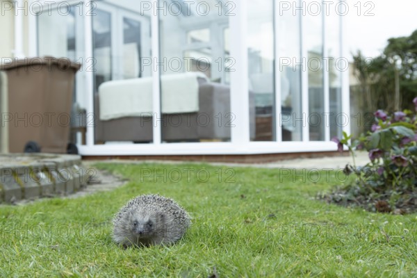 European hedgehog (Erinaceus europaeus) adult mammal on a garden grass lawn with a house conservatory in the background in spring, England, United Kingdom