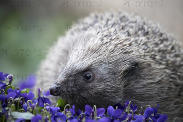 European hedgehog (Erinaceus europaeus) adult mammal on a garden border with blue Violet flowers in spring, England, United Kingdom