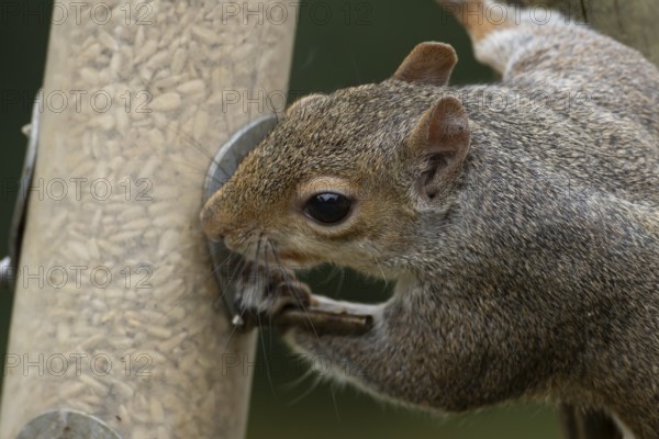 Grey squirrel (Sciurus carolinensis) adult mammal eating sunflower seed hearts from a garden bird feeder, England, United Kingdom