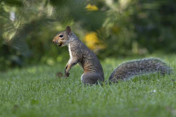 Grey squirrel (Sciurus carolinensis) adult mammal with a hazelnut in its mouth in autumn, England, United Kingdom