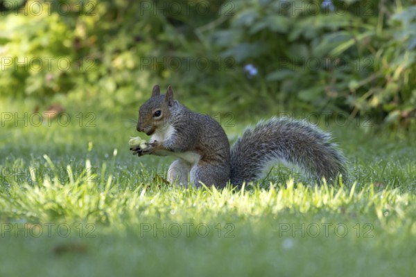 Grey squirrel (Sciurus carolinensis) adult mammal with a hazel nut its about to bury in a garden grass lawn in autumn, England, United Kingdom