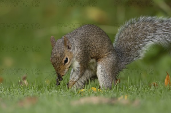 Grey squirrel (Sciurus carolinensis) adult mammal burying nuts in a garden grass lawn in autumn, England, United Kingdom