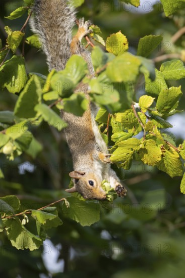 Grey squirrel (Sciurus carolinensis) adult mammal collecting hazelnut tree nuts in autumn, England, United Kingdom