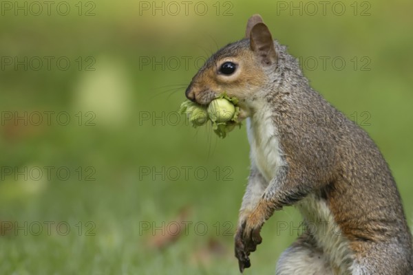 Grey squirrel (Sciurus carolinensis) adult mammal with two hazelnut tree nuts in its mouth in autumn, England, United Kingdom
