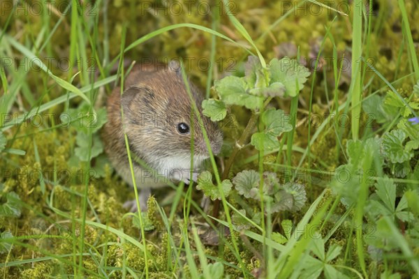 Field vole (Microtus agrestis) adult rodent mammal in grassland, England, United Kingdom