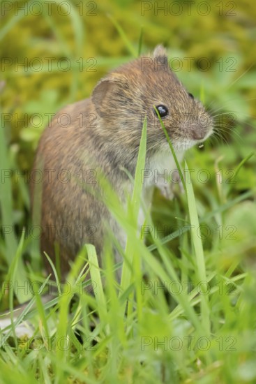 Field vole (Microtus agrestis) adult rodent mammal in grassland, England, United Kingdom