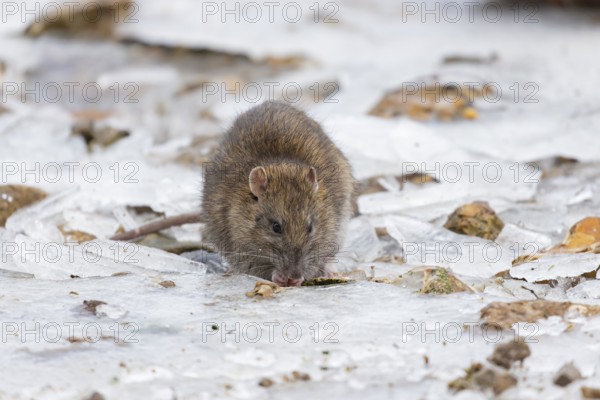 Brown rat (Rattus norvegicus) adult rodent mammal eating seed on frozen ground in winter, England, United Kingdom