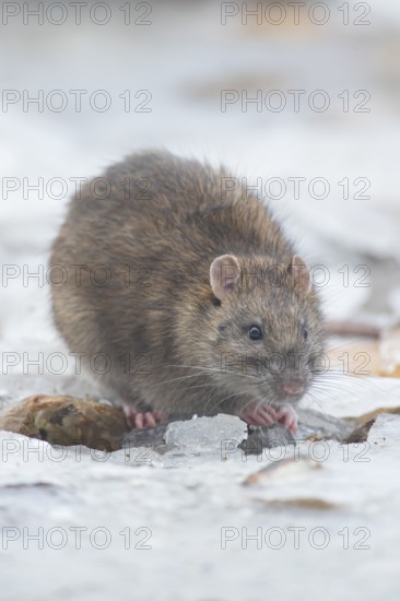 Brown rat (Rattus norvegicus) adult rodent mammal eating seed on frozen ground in winter, England, United Kingdom
