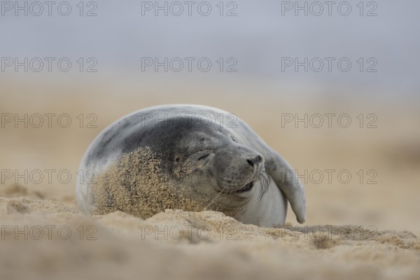 Grey seal (Halichoerus grypus) adult marine mammal sleeping on a beach in winter, England, United Kingdom