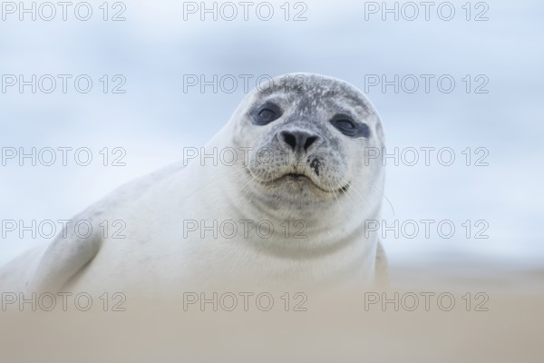 Common or Harbour or Habor seal (Phoca vitulina) adult marine mammal relaxing on a beach, England, United Kingdom