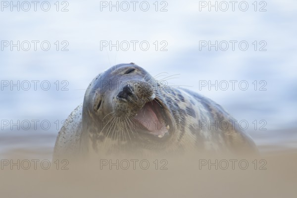Grey seal (Halichoerus grypus) adult marine mammal yawning on a beach, England, United Kingdom