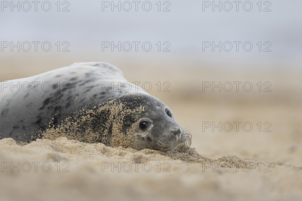 Grey seal (Halichoerus grypus) adult marine mammal resting on a beach in winter, England, United Kingdom