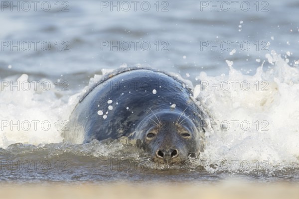 Grey seal (Halichoerus grypus) adult marine mammal relaxing in the shallow waves of the sea, England, United Kingdom