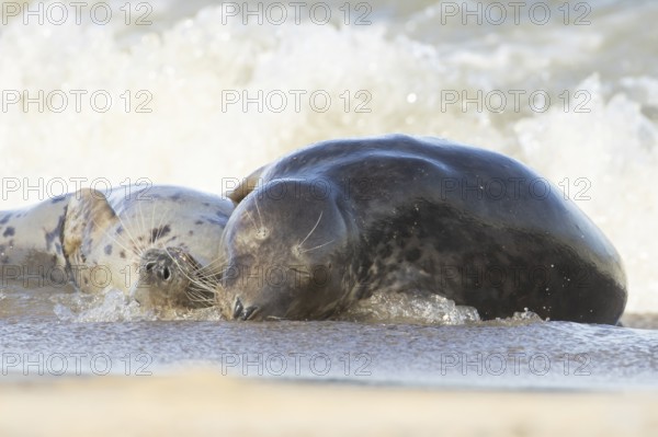 Grey seal (Halichoerus grypus) two adult marine mammals resting in the shallow waves of the sea, England, United Kingdom