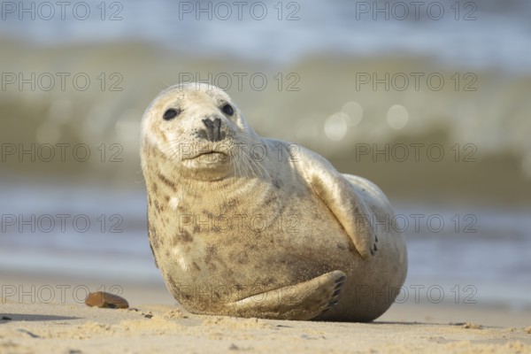 Grey seal (Halichoerus grypus) adult marine mammal on a beach, England, United Kingdom