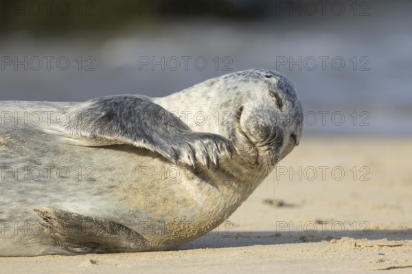 Common or Harbour or Habor seal (Phoca vitulina) adult marine mammal on a beach, England, United Kingdom