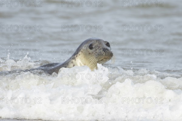 Grey seal (Halichoerus grypus) adult marine mammal swimming in the sea, England, United Kingdom