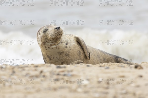 Grey seal (Halichoerus grypus) adult marine mammal sleeping on a beach, England, United Kingdom