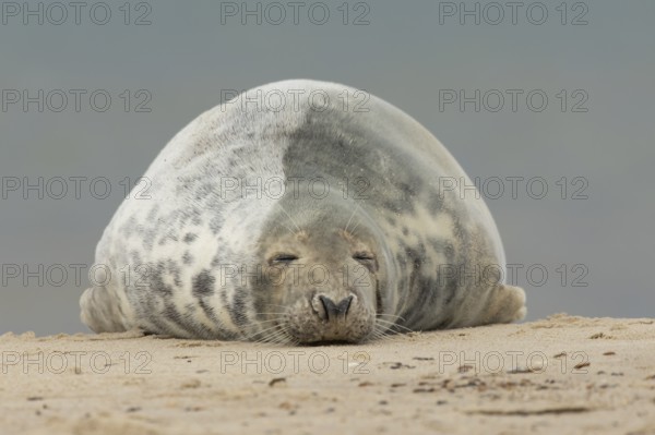 Grey seal (Halichoerus grypus) adult marine mammal sleeping on a seaside beach, England, United Kingdom