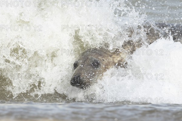 Grey seal (Halichoerus grypus) adult marine mammal surfing on the breaking waves of the sea, England, United Kingdom
