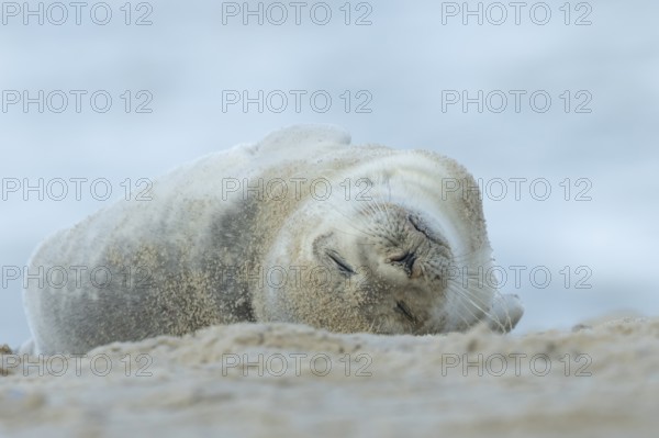 Common or Harbour or Habor seal (Phoca vitulina) adult marine mammal sleeping on a beach, England, United Kingdom