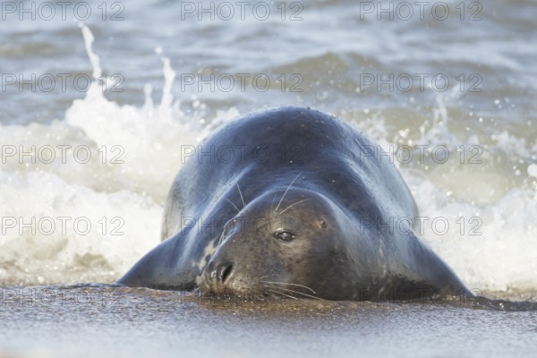 Grey seal (Halichoerus grypus) adult marine mammal relaxing in the shallow waves of the sea on a beach, England, United Kingdom