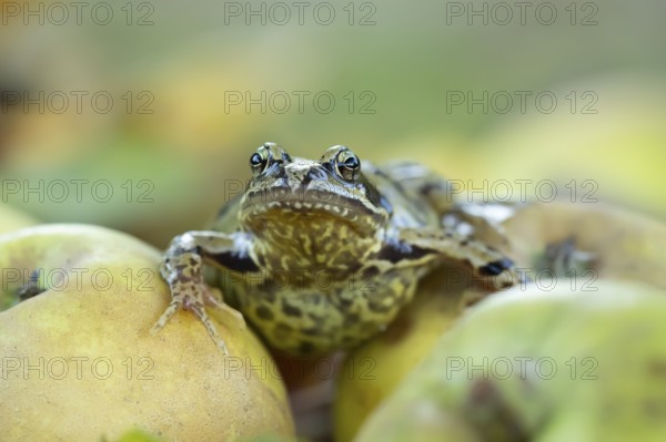 Common frog (Rana temporaria) adult amphibian on fallen apples fruit in a garden in autumn, England, United Kingdom
