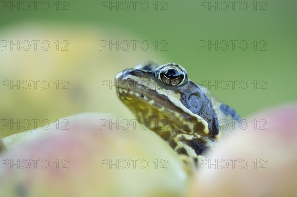 Common frog (Rana temporaria) adult amphibian amongst fallen apples fruit in a garden in autumn, England, United Kingdom