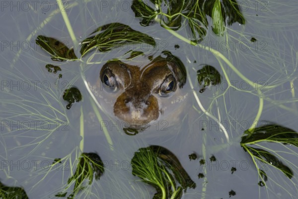 Common frog (Rana temporaria) adult amphibian on the water surface of a garden pond, England, United Kingdom