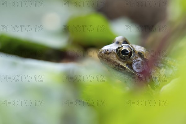Common frog (Rana temporaria) adult amphibian amongst a garden vegetable border in summer, England, United Kingdom