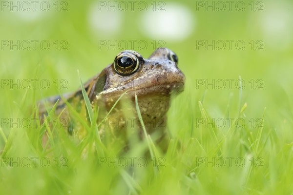 Common frog (Rana temporaria) adult amphibian on a garden grass lawn in summer, England, United Kingdom