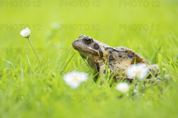 Common frog (Rana temporaria) adult amphibian on a garden grass lawn with daisy flowers in summer, England, United Kingdom