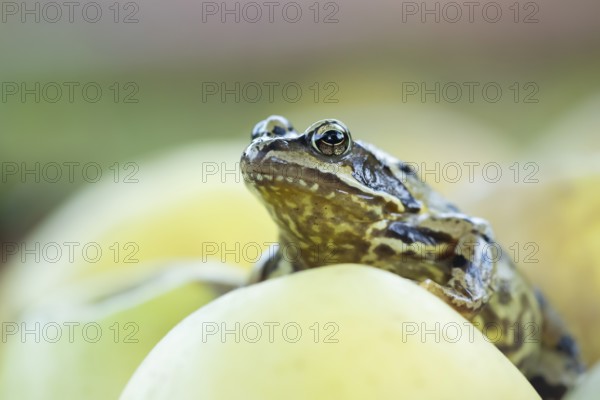 Common frog (Rana temporaria) adult amphibian on a fallen apple fruit in a garden in autumn, England, United Kingdom