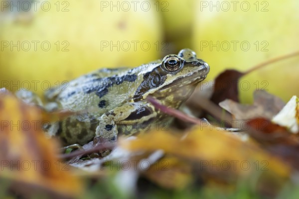 Common frog (Rana temporaria) adult amphibian in a garden in autumn, England, United Kingdom