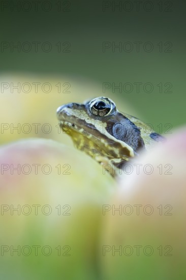 Common frog (Rana temporaria) adult amphibian amongst fallen apples fruit in a garden in autumn, England, United Kingdom