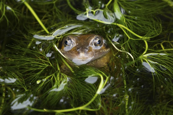 Common frog (Rana temporaria) adult amphibian on the water surface of a garden pond amongst pond weed, England, United Kingdom