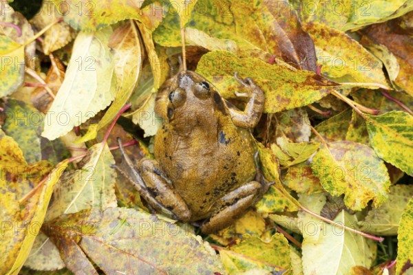 Common frog (Rana temporaria) adult amphibian on fallen autumn leaves in a garden, England, United Kingdom