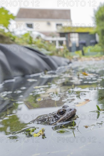 Common frog (Rana temporaria) adult amphibian on the water surface of a garden pond with a house in the background, England, United Kingdom