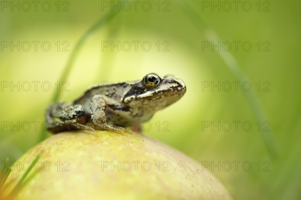 Common frog (Rana temporaria) juvenile baby froglet amphibian on a fallen apple fruit in a garden in autumn, England, United Kingdom
