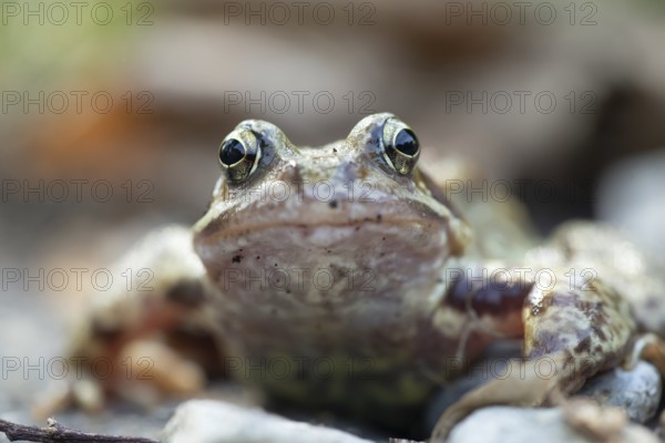 Common frog (Rana temporaria) adult amphibian in a garden in summer, England, United Kingdom