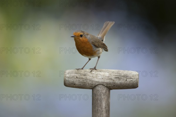 European robin (Erithacus rubecula) adult garden bird on a fork handle in spring, England, United Kingdom