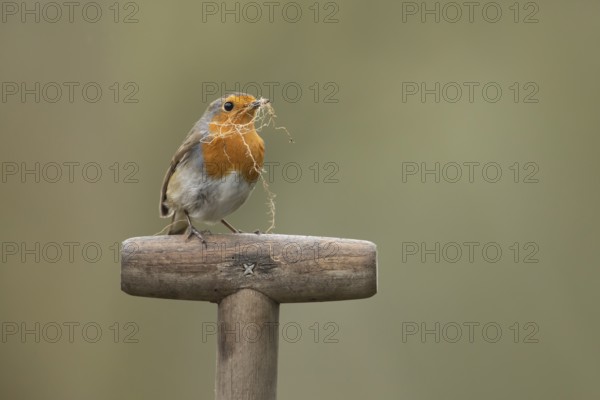 European robin (Erithacus rubecula) adult garden bird with nesting material in its beak on a fork handle in spring, England, United Kingdom