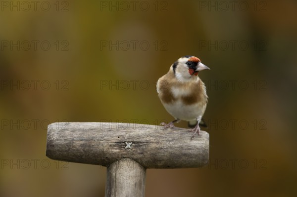 European goldfinch (Carduelis carduelis) adult garden bird on a fork handle in autumn, England, United Kingdom
