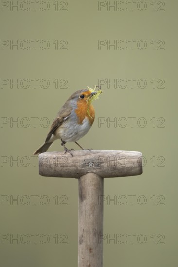 European robin (Erithacus rubecula) adult garden bird with nesting material in its beak on a fork handle in spring, England, United Kingdom