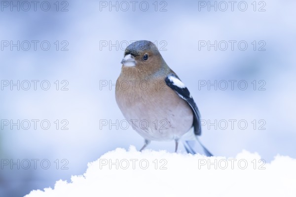 Eurasian chaffinch (Fringilla coelebs) adult male garden bird in snow in winter, England, United Kingdom