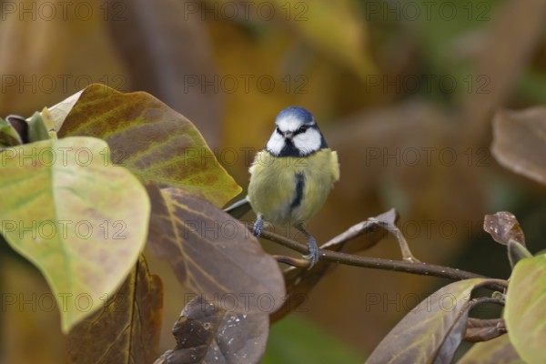 Blue tit (Cyanistes caeruleus) adult garden bird in a Magnolia tree with autumn colour leaves, England, United Kingdom