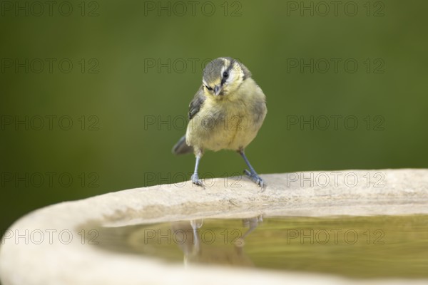Blue tit (Cyanistes caeruleus) juvenile garden bird on a bird bath in summer, England, United Kingdom