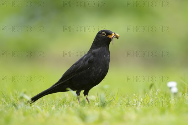 Eurasian blackbird (Turdus merula) adult male garden bird collecting grubs for food from a grass lawn in spring, England, United Kingdom